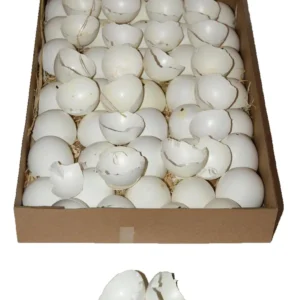 Chicken egg shells natural white