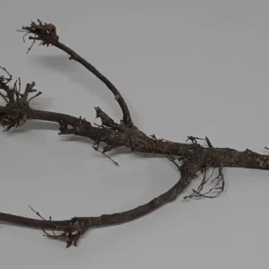 Oak bonsai 70-80 cm natural