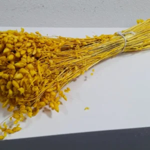 Briza maxima yellow
