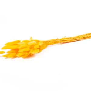 Lagurus apricot