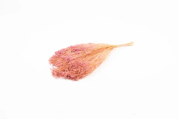 Broom bloom lavender