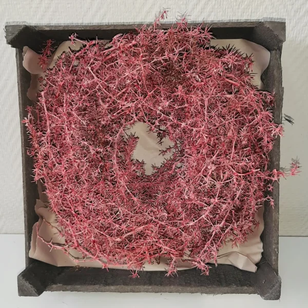 Wreath asparagus wild 45 cm waxed bordeaux