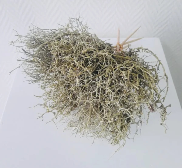 Iron bush o/st. 10 cm waxed kiwi