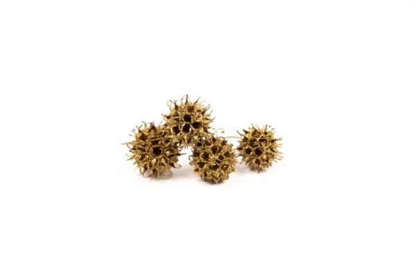 Amberbaum gold
