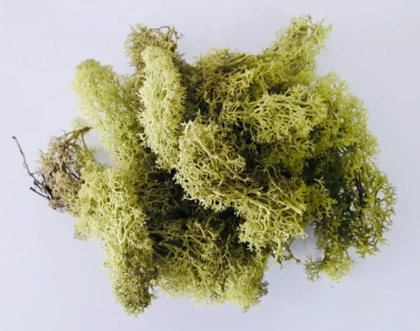 Icelandic moss preserved may green