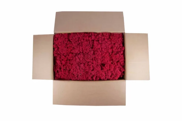 Icelandic moss preserved crimson