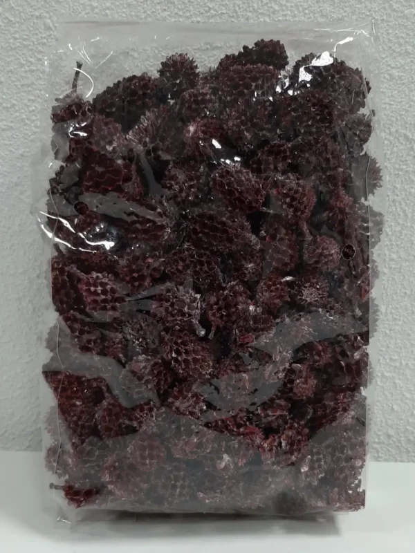 Casuarina heads pearl washed red