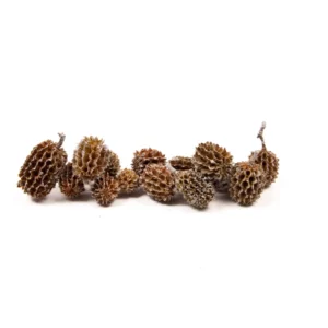 Casuarina heads white tip