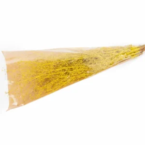 Massasa yellow
