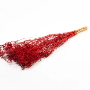 Berryberrytwigs red