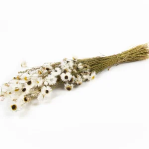 Acroclinium white