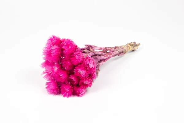 Cape flowers big fuchsia