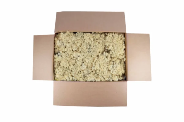 Icelandic moss preserved sepia