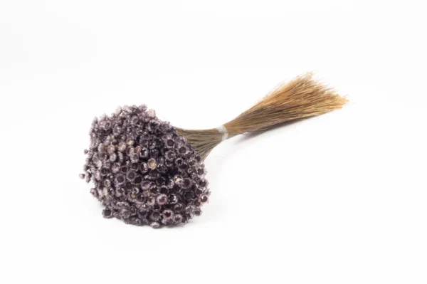 Glixia grey
