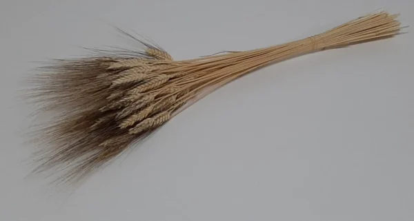 Triticum gig natural with black grains