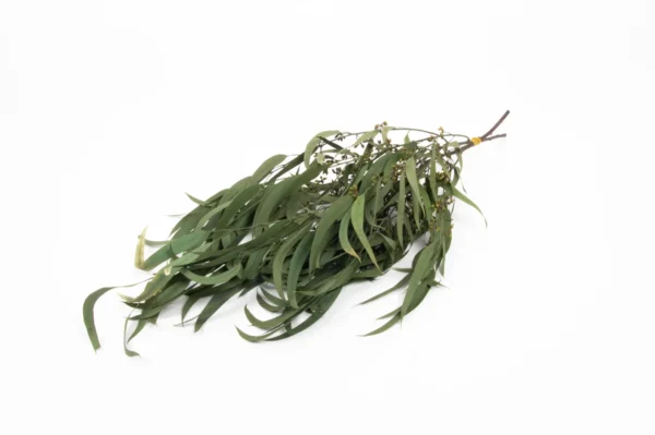 Eucalyptus lancette with fruits preserved green
