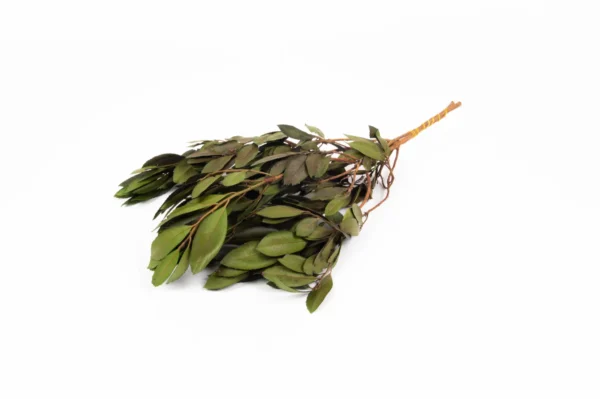 Calex preserved green