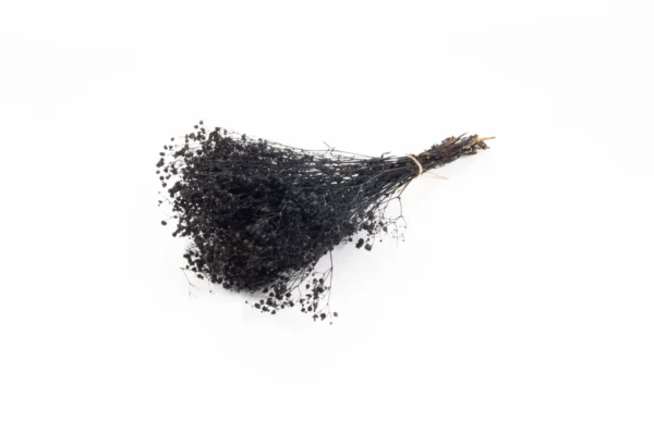 Gypsophila preserved black