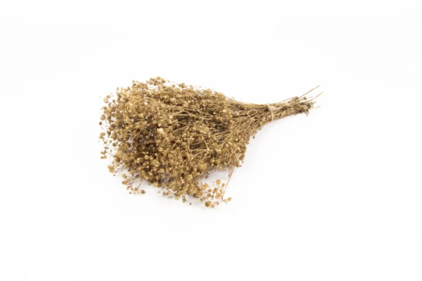 Gypsophila preserved gold