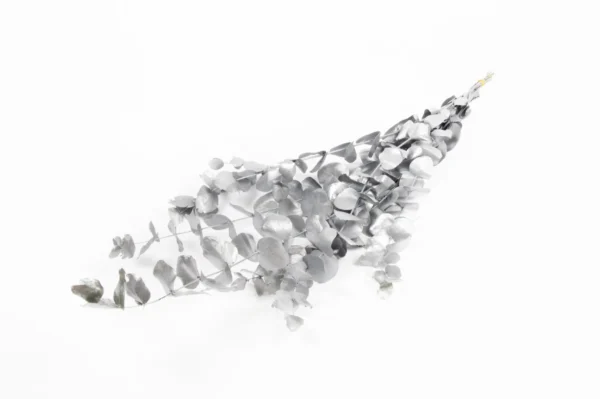 Eucalyptus silverdollar preserved silver