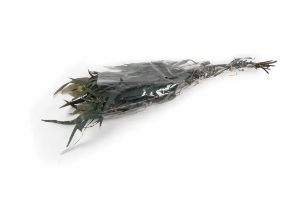 Eucalyptus lancette with fruits preserved blue/grey