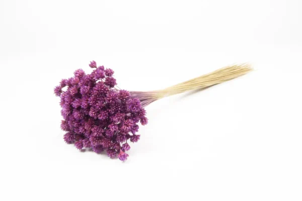 Hill flower aubergine