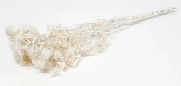 Cardi gialli bleached