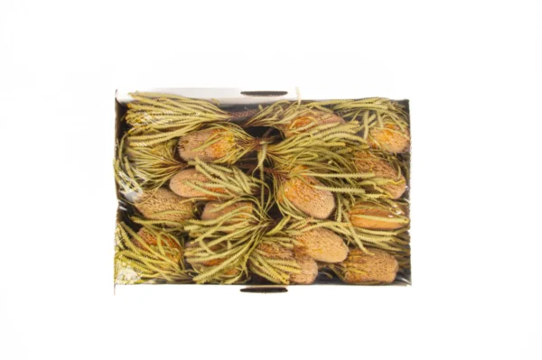 Banksia hookerana natural