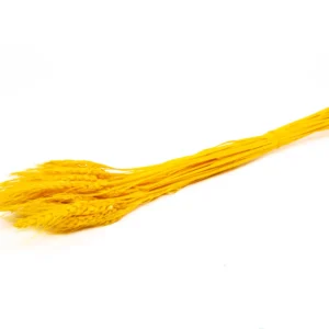 Barley yellow