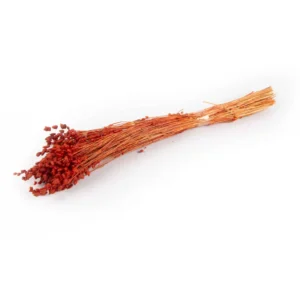 Briza maxima orange