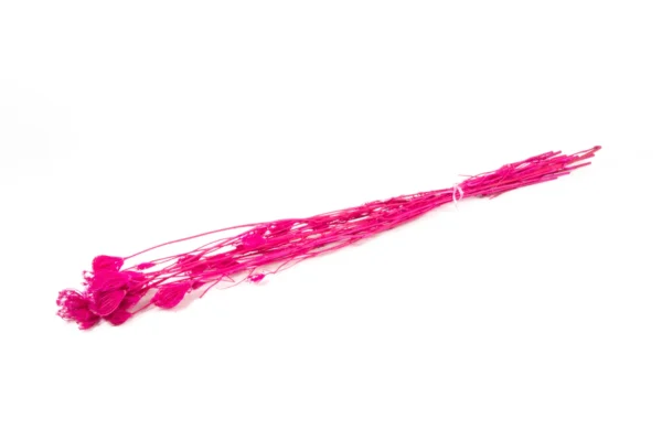 Finocchio fuchsia
