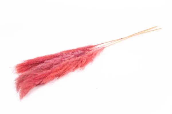 Pampas grass extra red