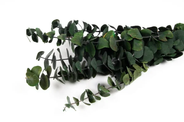 Eucalyptus silverdollar preserved green