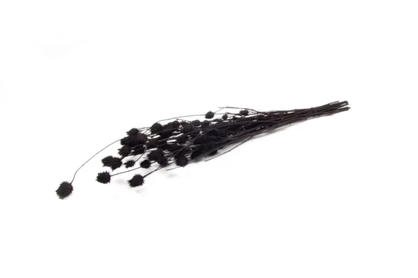 Strawberry thistle black (packed)