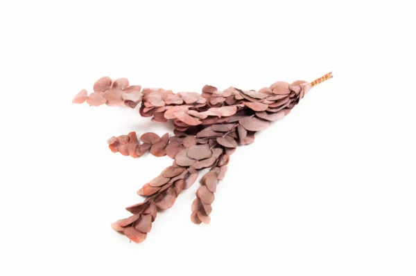 Eucalyptus silverdollar preserved red