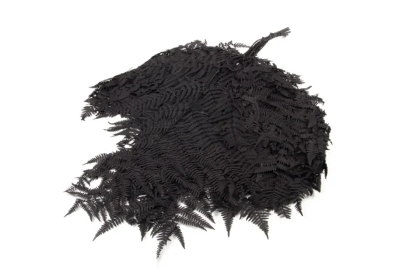 Brackenfern preserved black