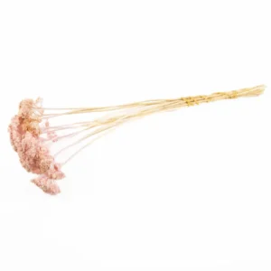 Achillea wild light pink