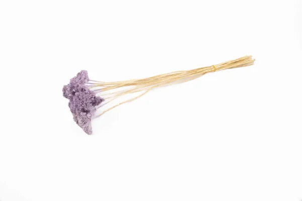 Achillea wild lavender (packed)