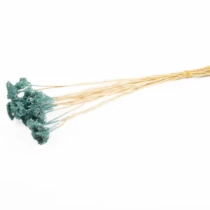 Achillea wild aquamarine