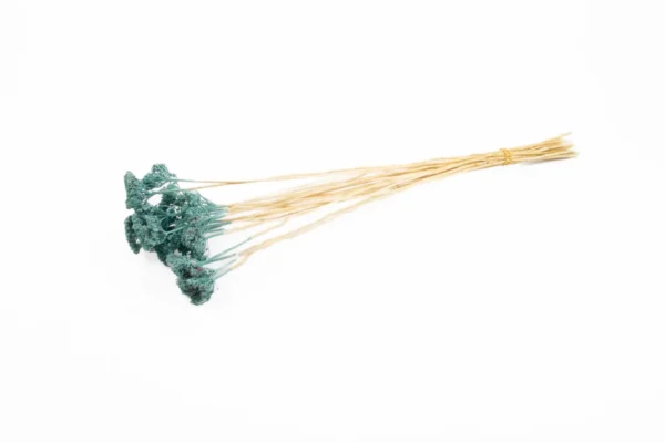 Achillea wild aquamarine (packed)