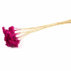 Achillea wild fuchsia