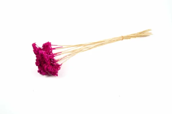 Achillea wild fuchsia