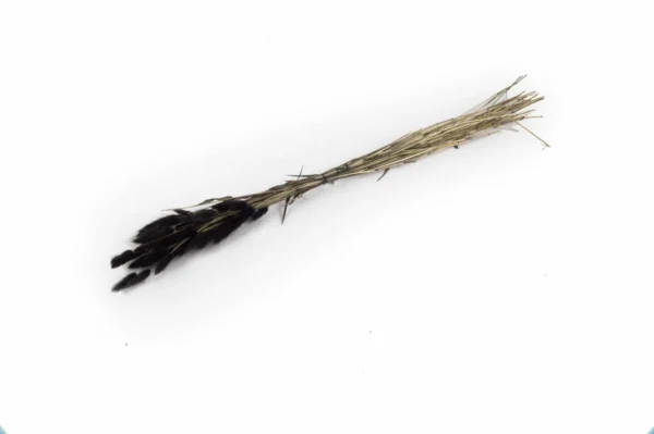 Lagurus black