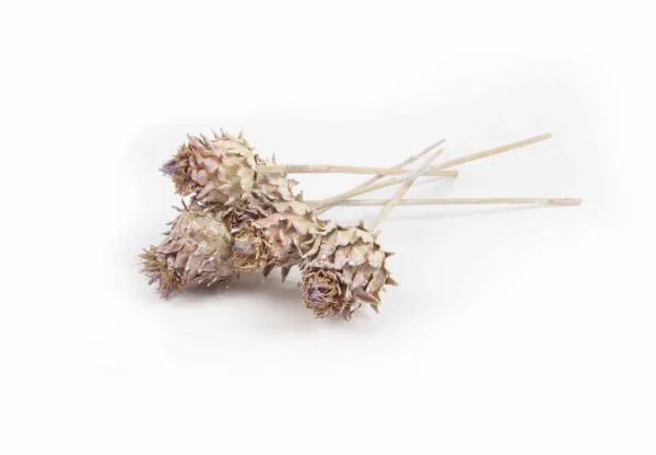 Artichokes medium 5,5-6,5 cm stone washed white