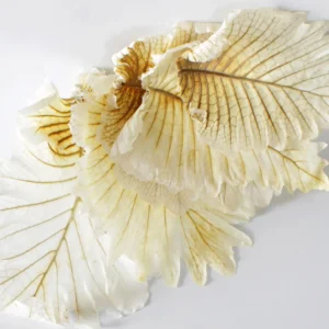 Caban leaves bleached