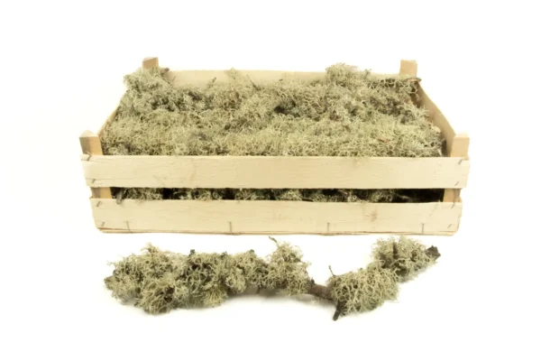 Tree moss green on branch 35-55 cm natural