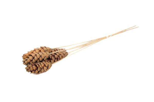 Strobus 10-15 cm o/st. natural