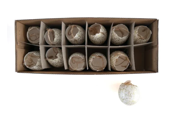 Chicken eggs open with rope natural white with glitter gold