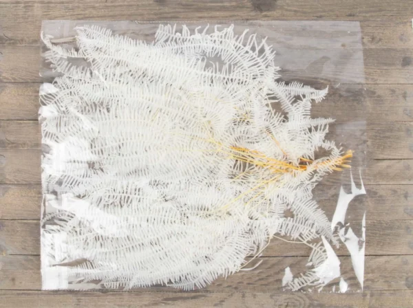Gull fern preserved bleached