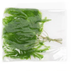 Gull fern preserved natural